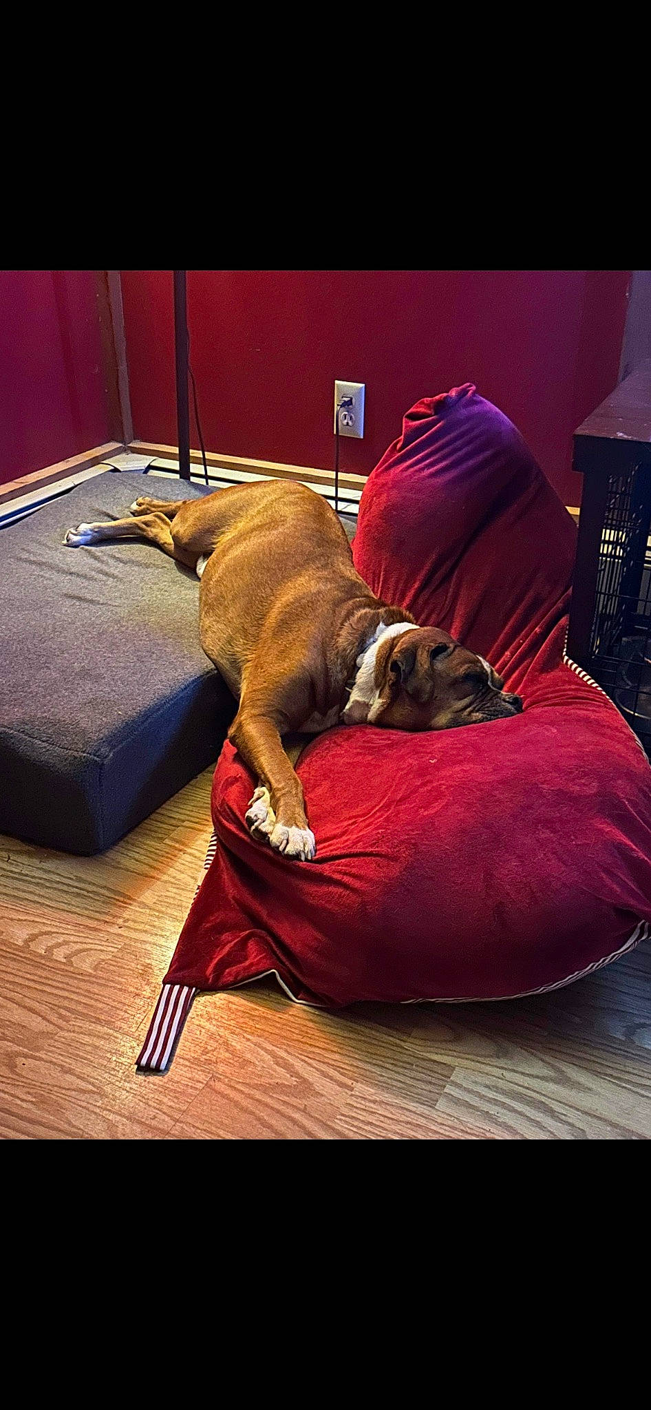 Tanner joined the competition — help win amazing prizes! brown, canidae, carnivore, comfort, companion_dog, dog, dog_breed, dog_supply, fawn, flooring, guard_dog, hardwood, linens, liver, magenta, pet_supply, room, sporting_group, wood, working_animal