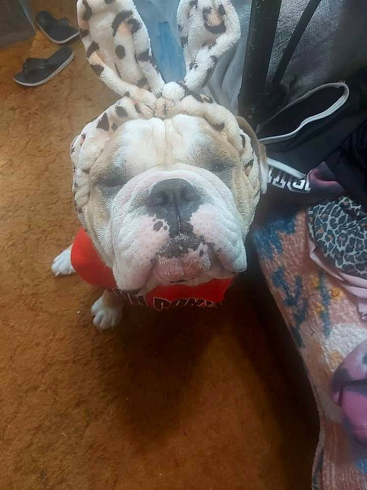 Jake is registered to the contest to win money with this photo: art, bulldog, canidae, carnivore, companion_dog, dog, dog_breed, fang, fawn, flooring, fur, jaw, snout, sporting_group, tail, toy_dog, whiskers, wood, working_animal, wrinkle