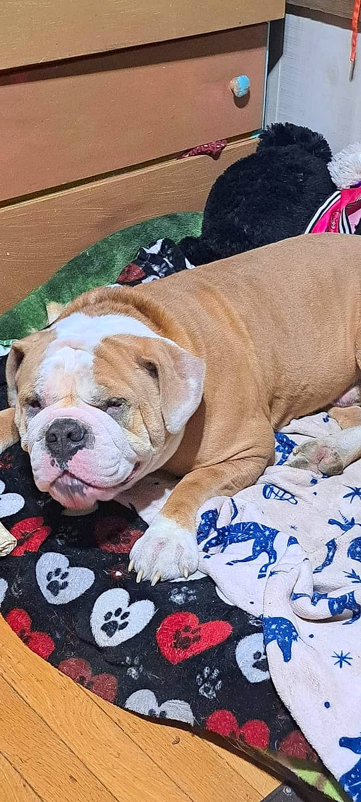 Jake joined the competition — help win amazing prizes! bulldog, canidae, carnivore, collar, comfort, companion_dog, dog, dog_breed, dog_collar, dog_supply, fawn, flooring, leash, non_sporting_group, pet_supply, snout, sporting_group, white_english_bulldog, working_animal, wrinkle