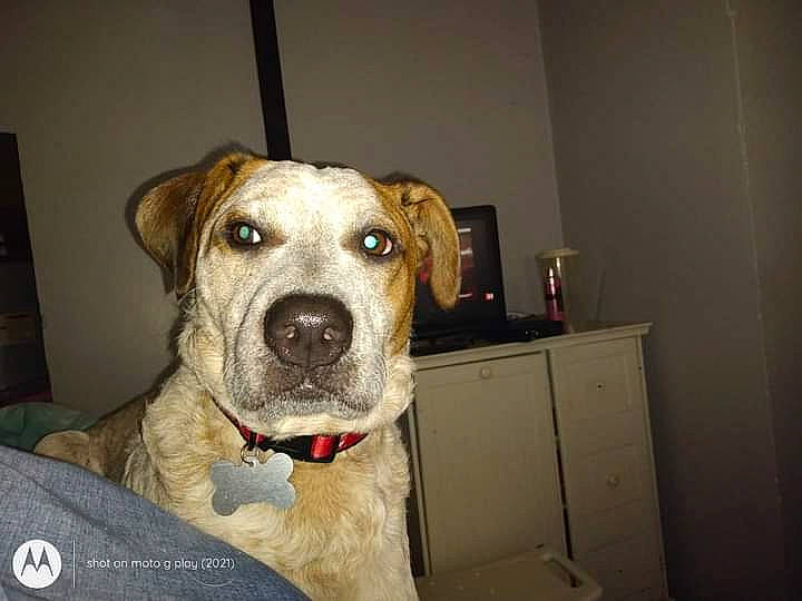 Susie is registered to the contest to win money with this photo: carnivore, collar, companion_dog, dog, dog_breed, dog_collar, drawer, fawn, fur, pet_supply, snout, sporting_group, whiskers, working_animal, working_dog