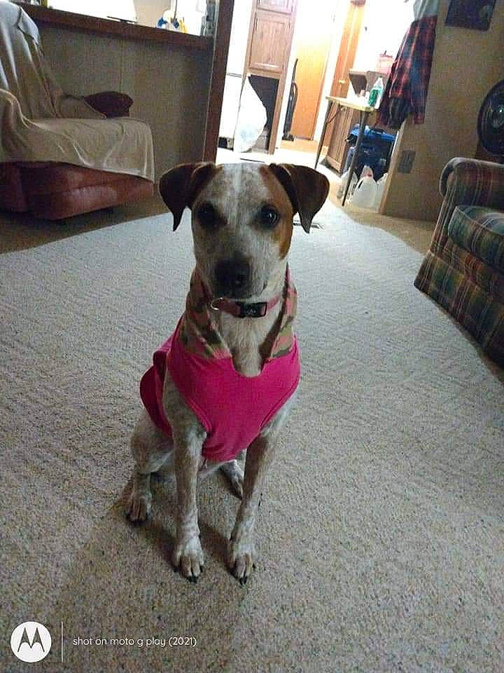 Susie is registered to the contest to win money with this photo: canidae, carnivore, collar, companion_dog, couch, dog, dog_breed, dog_collar, dog_supply, fawn, flooring, hardwood, houseplant, leash, pet_supply, pillow, snout, sofa_bed, sporting_group, working_animal