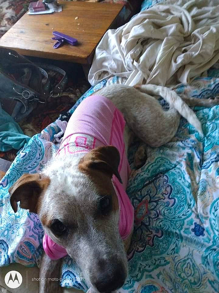 Susie is registered to the contest to win money with this photo: canidae, carnivore, collar, comfort, companion_dog, dog, dog_breed, dog_supply, fawn, fur, linens, nap, non_sporting_group, pet_supply, sighthound, sporting_group, working_animal