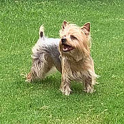 Tiny joined the competition — help win amazing prizes! animal, canine, cute, daylight, dog, ears, fur, grass, greenery, happy, mammal, nature, outdoor, pet, playful, small_dog, smiling, standing, tongue, yard