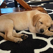 Lucy is registered to the contest to win money with this photo: puppy, dog, sleeping, rug, black_and_white_pattern, paw, paw_pads, bone_toy, toy, wooden_furniture, indoor, cozy, pet, closeup, muzzle, ear, nose, resting, curled, adorable