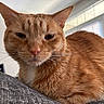 cat, ginger_cat, close_up, indoor, pet, feline, fur, whiskers, relaxed, texture, animal, domestic_cat, orange_fur, portrait, resting, cozy, soft_light, house, closeup, mammal