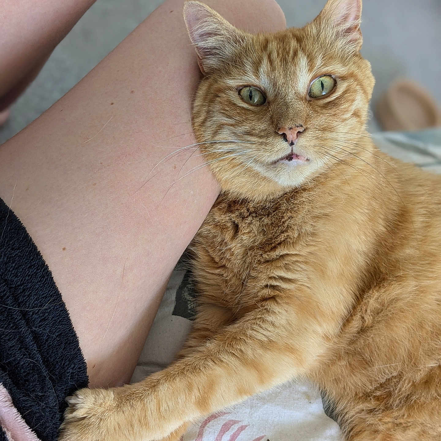 Alfie joined the competition — help win amazing prizes! abyssinian, accessories, adult, animal, ankle, blanket, bodypart, cat, clothing, couch, female, furniture, hardwood, kitten, manx, person, pet, shorts, strap, woman