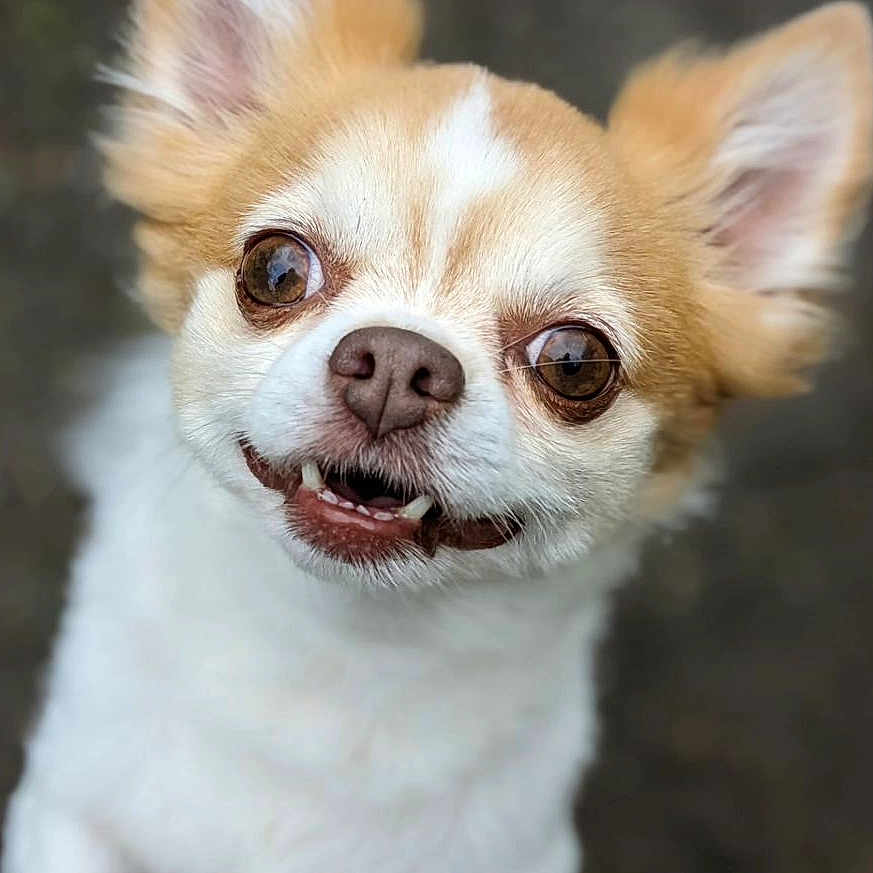 Milo