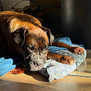 Sunny participe au concours pour gagner de l'argent avec cette photo : animal, blue_pillow, brown_dog, comfort, cozy, dog, ear, home, indoor, patterned_pillow, paw, pet, quiet, relaxed, resting, shadow, sleeping, snout, sunlight, wooden_floor