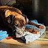 animal, blue_pillow, brown_dog, comfort, cozy, dog, ear, home, indoor, patterned_pillow, paw, pet, quiet, relaxed, resting, shadow, sleeping, snout, sunlight, wooden_floor