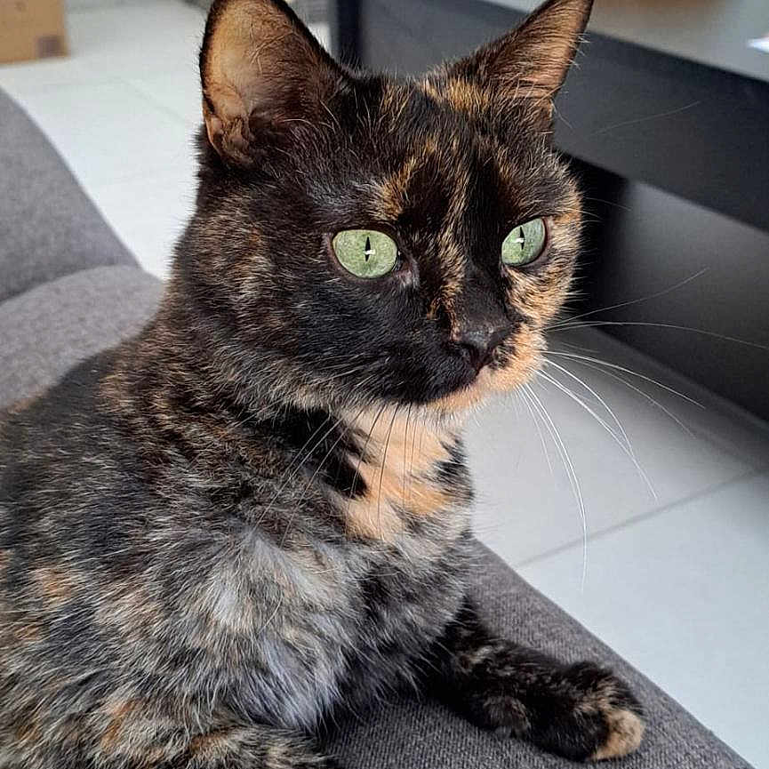 Osiris participe au concours pour gagner de l'argent avec cette photo : animal, architecture, box, building, cat, computerhardware, couch, desk, electronics, furniture, hardware, indoors, interiordesign, kitten, livingroom, manx, monitor, pet, room, table