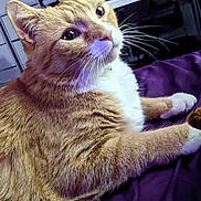 Simba is registered to the contest to win money with this photo: cat, ginger_cat, white_fur, pet, indoor, feline, whiskers, curious, lying_down, purple_blanket, fur, close_up, domestic_animal, relaxed, animal, cute, mammal, home, resting, tabby