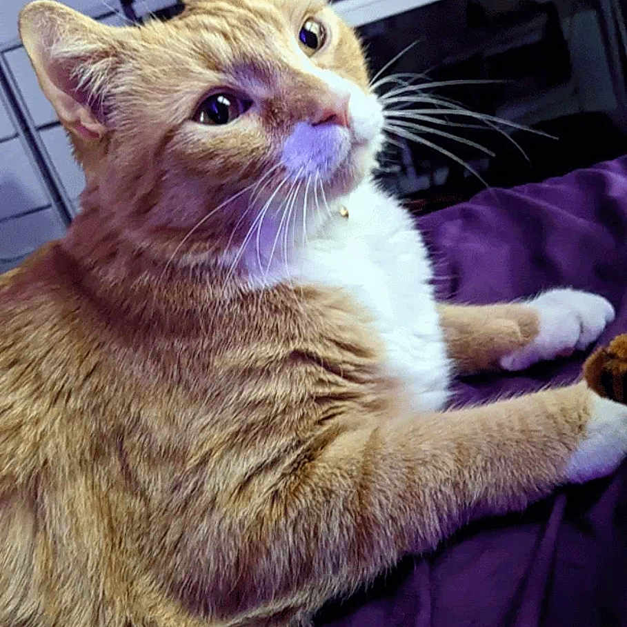 Simba is registered to the contest to win money with this photo: animal, cat, close_up, curious, cute, domestic_animal, feline, fur, ginger_cat, home, indoor, lying_down, mammal, pet, purple_blanket, relaxed, resting, tabby, whiskers, white_fur