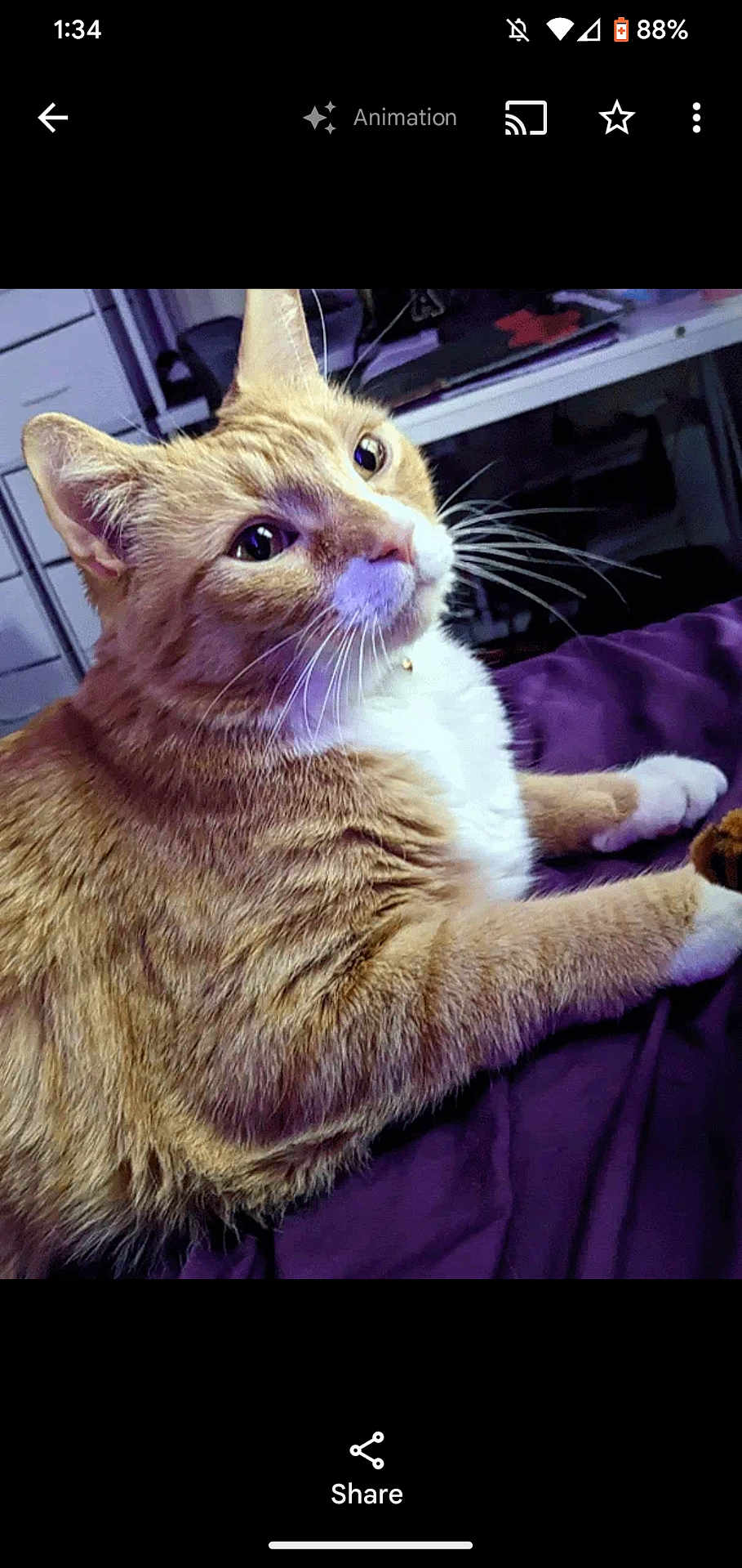 Simba is registered to the contest to win money with this photo: cat, ginger_cat, white_fur, pet, indoor, feline, whiskers, curious, lying_down, purple_blanket, fur, close_up, domestic_animal, relaxed, animal, cute, mammal, home, resting, tabby