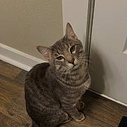 Romeo is registered to the contest to win money with this photo: animal, cat, curious, cute, domestic, door, ears, feline, fur, gray_tabby, house, indoor, looking_up, pet, sitting, striped, tail, whiskers, wooden_floor, young_cat