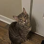 animal, cat, curious, cute, domestic, door, ears, feline, fur, gray_tabby, house, indoor, looking_up, pet, sitting, striped, tail, whiskers, wooden_floor, young_cat