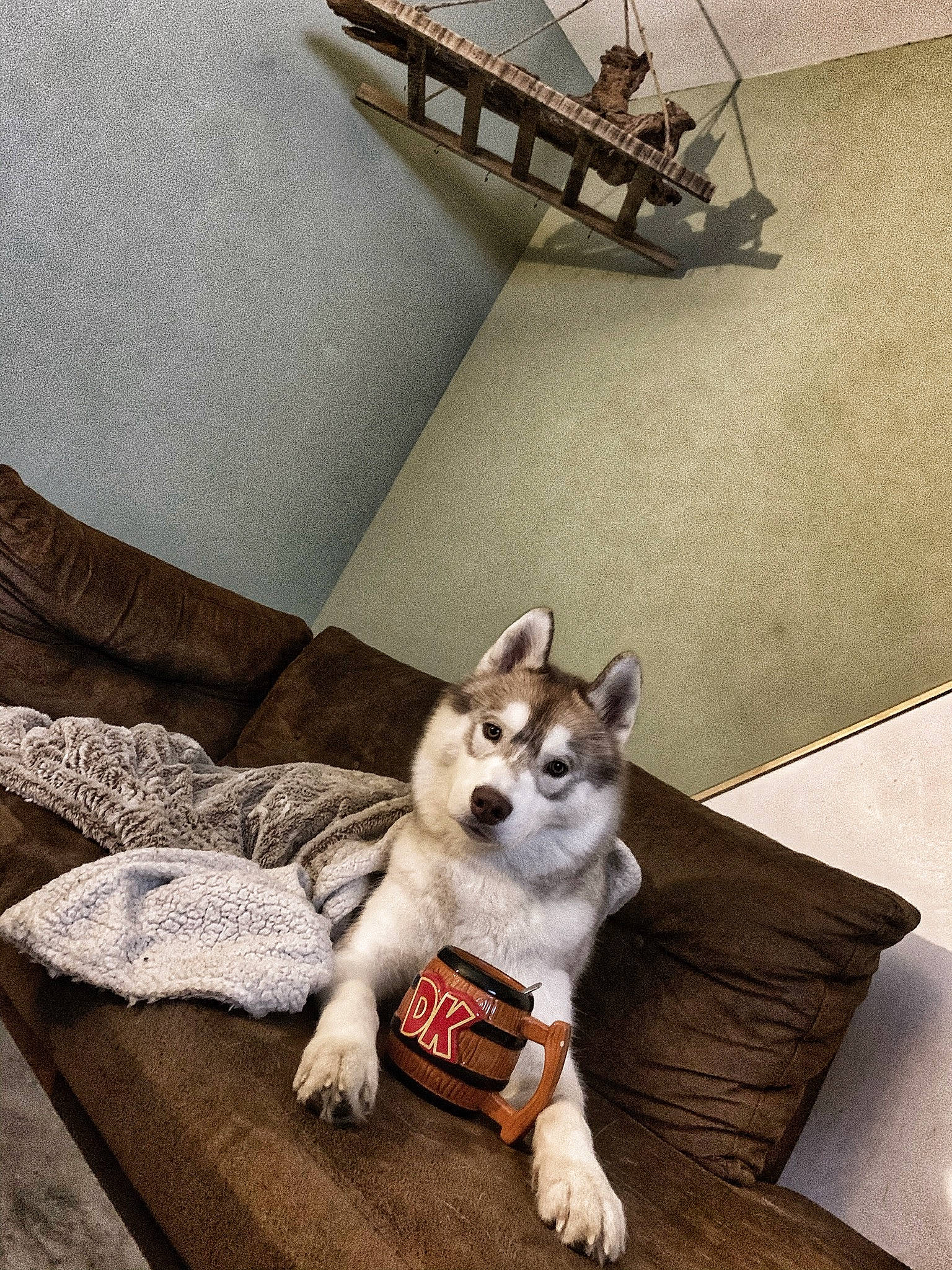 Stifler participe au concours pour gagner de l'argent avec cette photo : canidae, carnivore, comfort, companion_dog, couch, dog, dog_breed, dog_supply, fawn, felidae, floor, flooring, grey, paw, snout, sporting_group, tail, toy_dog, wood, working_animal