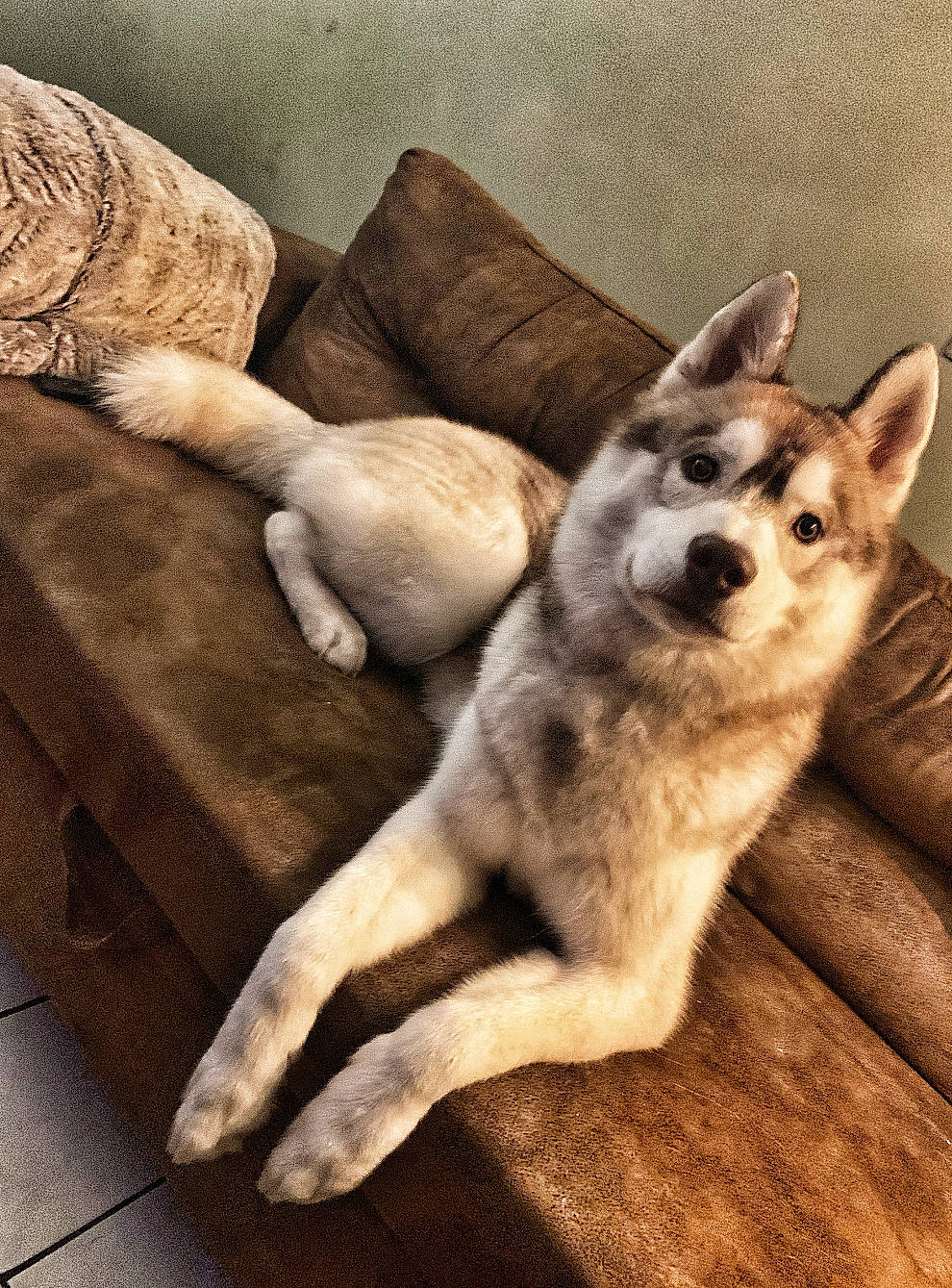 Stifler a rejoint le concours — aidez-le/la à gagner de superbes lots ! canis, carnivore, comfort, companion_dog, couch, dog, dog_breed, fawn, felidae, flooring, fur, hardwood, paw, small_to_medium_sized_cats, snout, tail, terrestrial_animal, whiskers, wood, working_animal