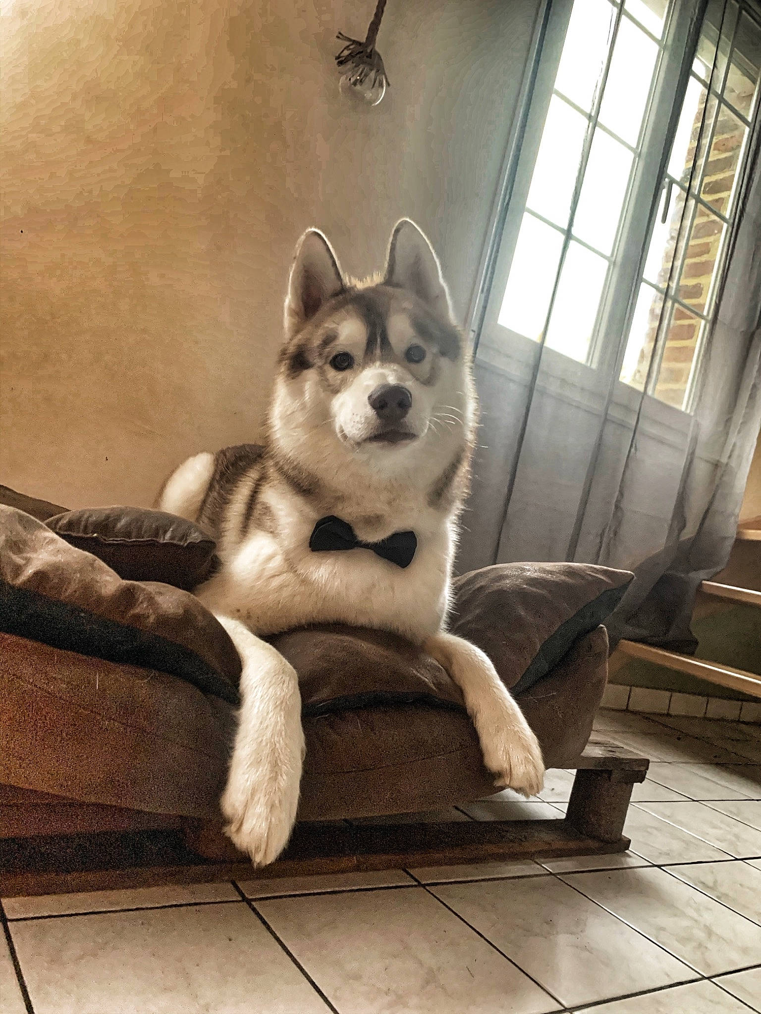 Stifler participe au concours pour gagner de l'argent avec cette photo : canidae, carnivore, comfort, companion_dog, dog, dog_breed, eye, fawn, felidae, floor, flooring, grey, small_to_medium_sized_cats, snout, sporting_group, tail, whiskers, window, wood, working_animal