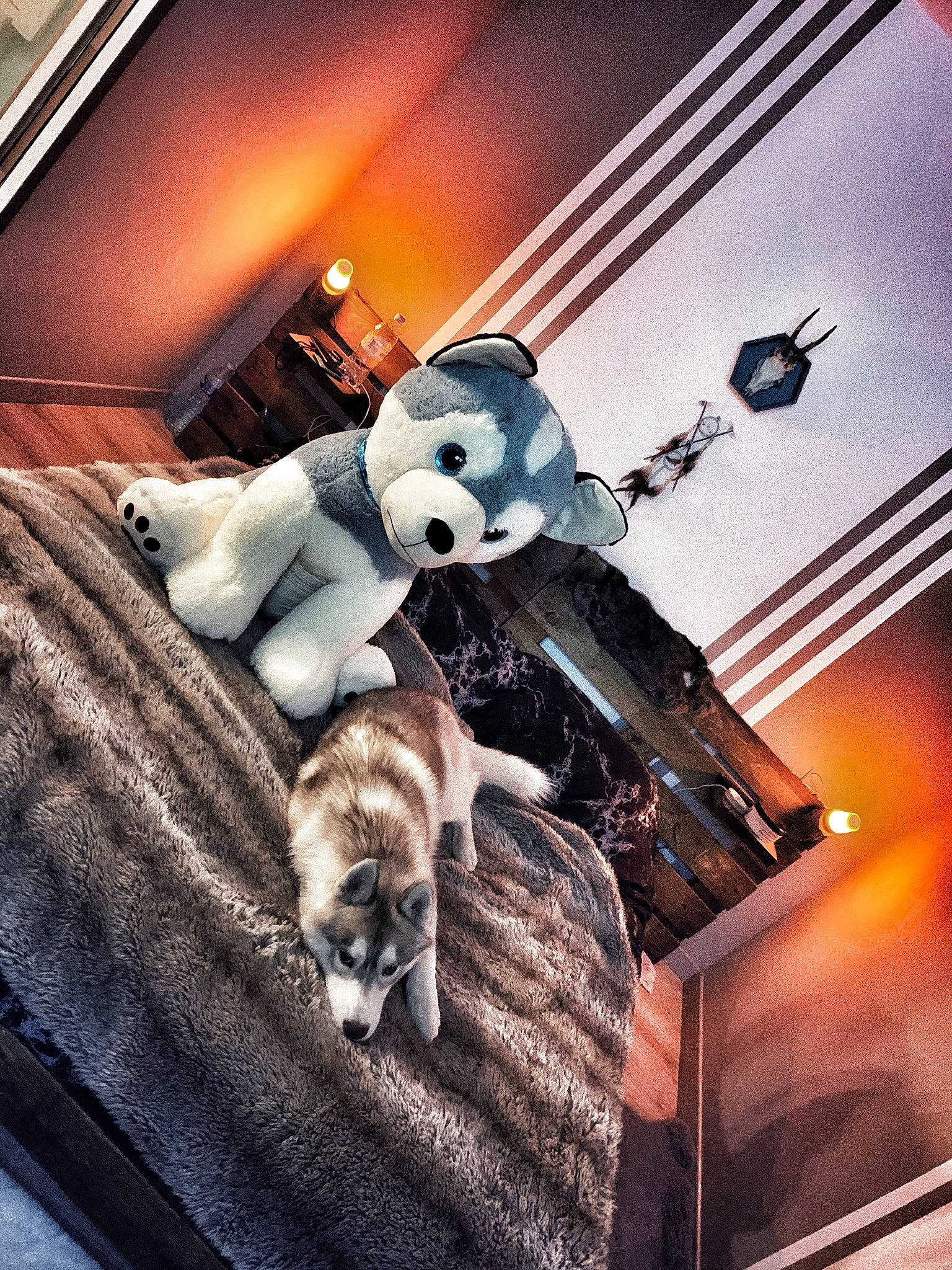 Stifler participe au concours pour gagner de l'argent avec cette photo : action_figure, automotive_design, comfort, companion_dog, couch, eyewear, fiction, fictional_character, flash_photography, fur, lamp, linens, machine, metal, room, still_life_photography, stuffed_toy, teddy_bear, toy, whiskers