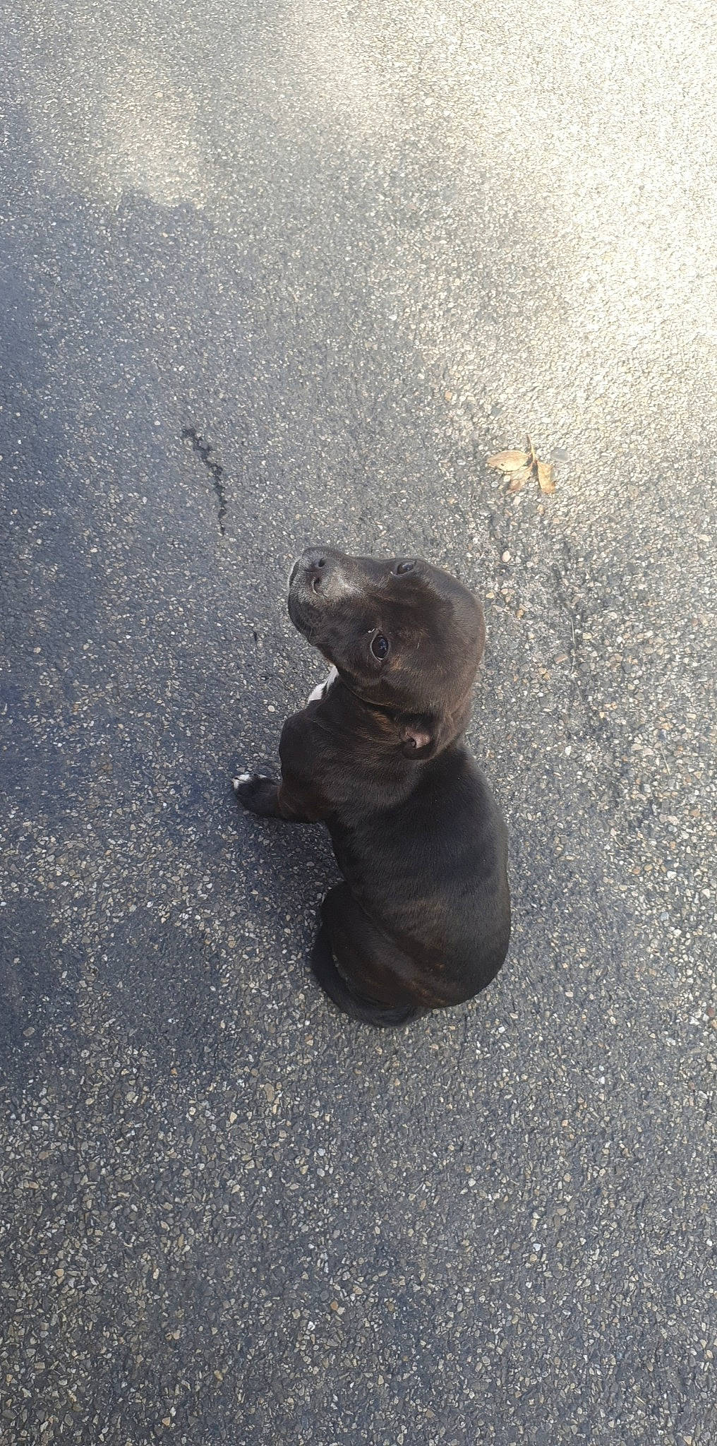 Minik participe au concours pour gagner de l'argent avec cette photo : asphalt, canidae, dog_breed, fawn, leg, road_surface, snout, sporting_group