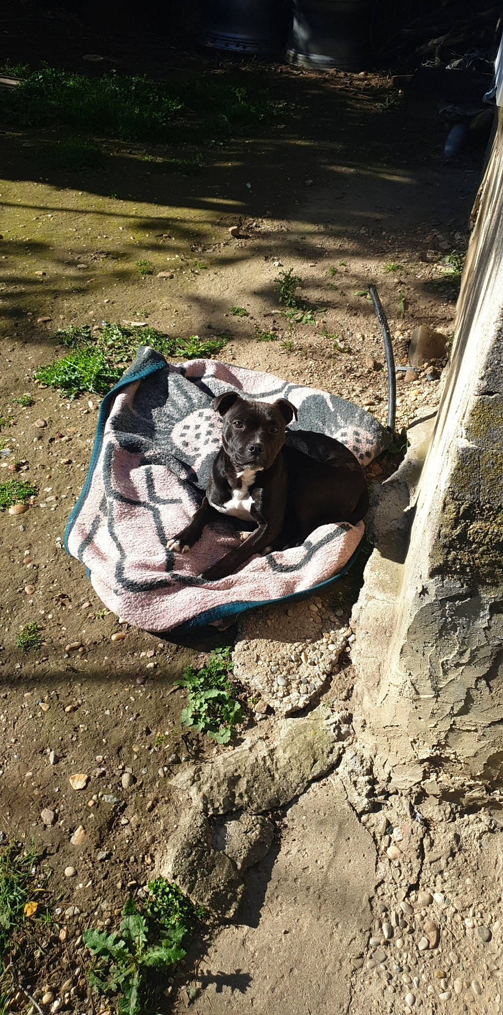 Minik participe au concours pour gagner de l'argent avec cette photo : canidae, soil