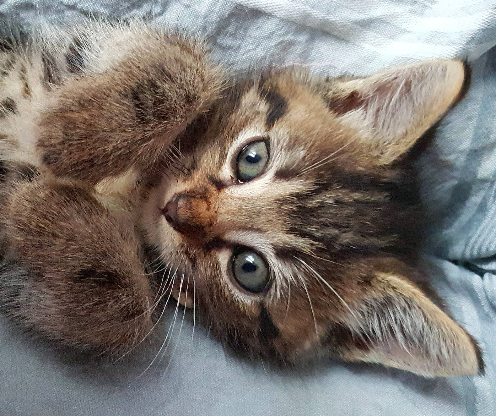 Boncuk a rejoint le concours — aidez-le/la à gagner de superbes lots ! asian, carnivore, cat, close_up, domestic_short_haired_cat, dragon_li, european_shorthair, eye, felidae, fur, kitten, mammal, nose, pixie_bob, siberian, small_to_medium_sized_cats, snout, tabby_cat, whiskers, wild_cat