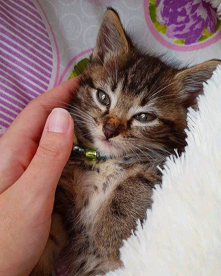 Boncuk participe au concours pour gagner de l'argent avec cette photo : asian, carnivore, cat, domestic_short_haired_cat, dragon_li, ear, european_shorthair, felidae, fur, gesture, hand, kitten, maine_coon, norwegian_forest_cat, pixie_bob, small_to_medium_sized_cats, tabby_cat, whiskers