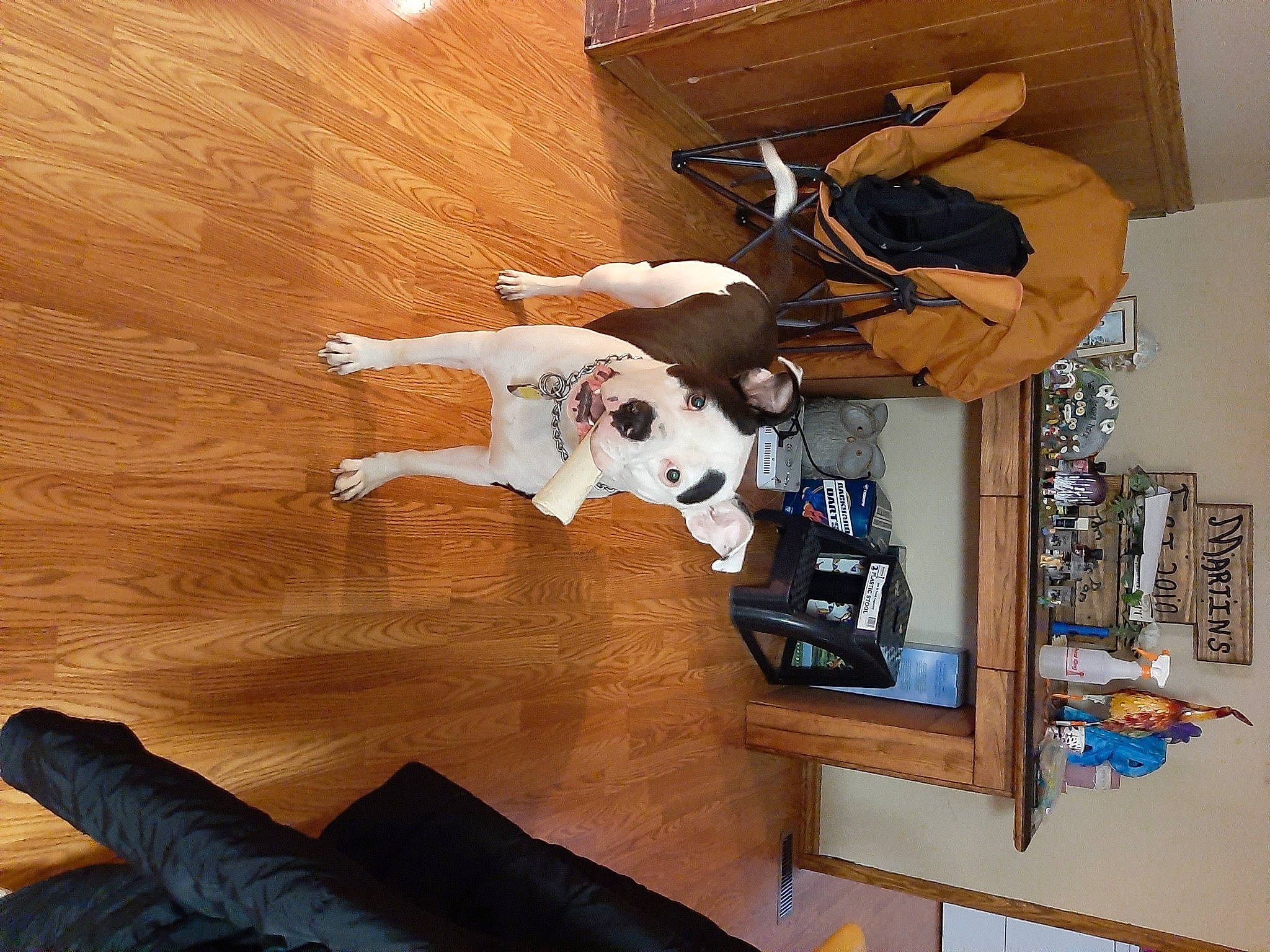 Dude joined the competition — help win amazing prizes! art, brown, comfort, companion_dog, dog, floor, flooring, hardwood, interior_design, laminate_flooring, plywood, room, shelf, shelving, shoe, sneakers, varnish, wood, wood_flooring, wood_stain