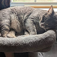 Linguini is registered to the contest to win money with this photo: cat, sleeping, gray_tabby, cat_perch, window, curtains, indoor, pet, feline, cozy, resting, fur, animal, domestic, comfortable, light, quiet, relaxed, soft, napping