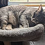 cat, sleeping, gray_tabby, cat_perch, window, curtains, indoor, pet, feline, cozy, resting, fur, animal, domestic, comfortable, light, quiet, relaxed, soft, napping