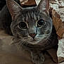 Linguini joined the competition — help win amazing prizes! cat, gray_tabby, whiskers, close_up, paper_bag, curious, pet, animal, feline, indoor, soft_fur, wide_eyes, playful, cute, domestic_cat, paws, portrait, mammal, young_cat, cozy