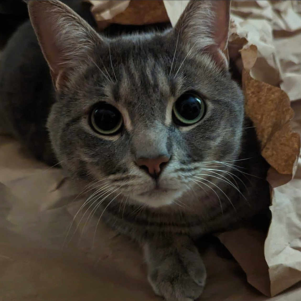 Linguini joined the competition — help win amazing prizes! animal, cat, close_up, cozy, curious, cute, domestic_cat, feline, gray_tabby, indoor, mammal, paper_bag, paws, pet, playful, portrait, soft_fur, whiskers, wide_eyes, young_cat