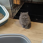 Coco joined the competition — help win amazing prizes! animal, cage, cat, companion, curious, cute, domestic_cat, feline, floor, fluffy, fur, gray_cat, indoor, kitten, litter_box, pet, sitting, small_animal, wooden_floor, young_cat