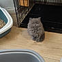 animal, cage, cat, companion, curious, cute, domestic_cat, feline, floor, fluffy, fur, gray_cat, indoor, kitten, litter_box, pet, sitting, small_animal, wooden_floor, young_cat