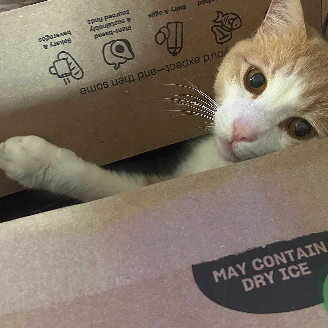 Bagel joined the competition — help win amazing prizes! animal, box, cardboard_box, cat, closeup, curious, cute, domestic_animal, eyes, feline, indoor, looking, orange_cat, paw, pet, pet_face, playful, resting, whiskers, white_cat