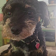 Rosa joined the competition — help win amazing prizes! dog, pet, close_up, indoor, couch, fur, collar, tag, black, brown, small_dog, animal, cute, face, portrait, furniture, home, living_room, sitting, curious
