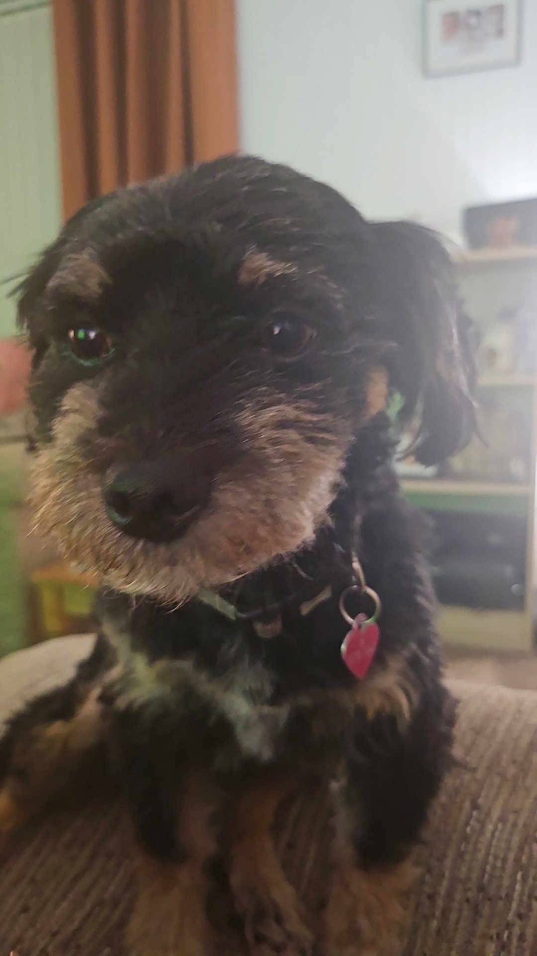 Rosa joined the competition — help win amazing prizes! dog, pet, close_up, indoor, couch, fur, collar, tag, black, brown, small_dog, animal, cute, face, portrait, furniture, home, living_room, sitting, curious