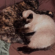Sativa joined the competition — help win amazing prizes! animal_pair, bed, blanket, cat, cats, companion, cozy, cute, domestic_animal, feline, fur, indoor, pets, relaxed, resting, siamese_cat, sleeping, snuggling, tortoiseshell_cat, warm