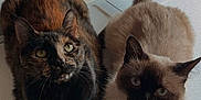 Sativa joined the competition — help win amazing prizes! animal, appliance, cat, companion, curious, cute, domestic_animal, ears, feline, fur, indoor, looking_up, pet, resting, siamese_cat, tail, tortoiseshell_cat, two_animals, washing_machine, whiskers