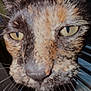 animal, animal_face, blur, cat, close, close_up, curious, domestic_animal, ears, eyes, face, feline, fur, indoor, nose, pet, portrait, tortoiseshell, whiskers, window