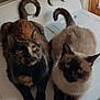 Indica joined the competition — help win amazing prizes! animal, appliance, cat, companion, curious, cute, domestic_animal, ears, feline, fur, indoor, looking_up, pet, resting, siamese_cat, tail, tortoiseshell_cat, two_animals, washing_machine, whiskers