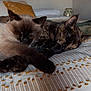 Indica is registered to the contest to win money with this photo: animal, bed, blanket, cat, closeup, cozy, cute, domestic, feline, fur, home, indoor, peaceful, pet, relaxed, resting, sleeping, soft, two_cats, warm