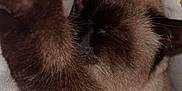 Indica is registered to the contest to win money with this photo: animal, black, blanket, brown, cat, closeup, comfort, cozy, cute, feline, fur, indoor, paw, pet, relaxed, resting, siamese_cat, sleeping, soft, whiskers