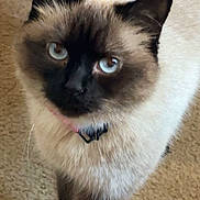 Indica is registered to the contest to win money with this photo: animal, beige_carpet, blue_eyes, cat, close_up, collar, curious, cute, domestic, ears, feline, fur, house_pet, indoor, looking_up, paws, pet, siamese, soft_fur, whiskers
