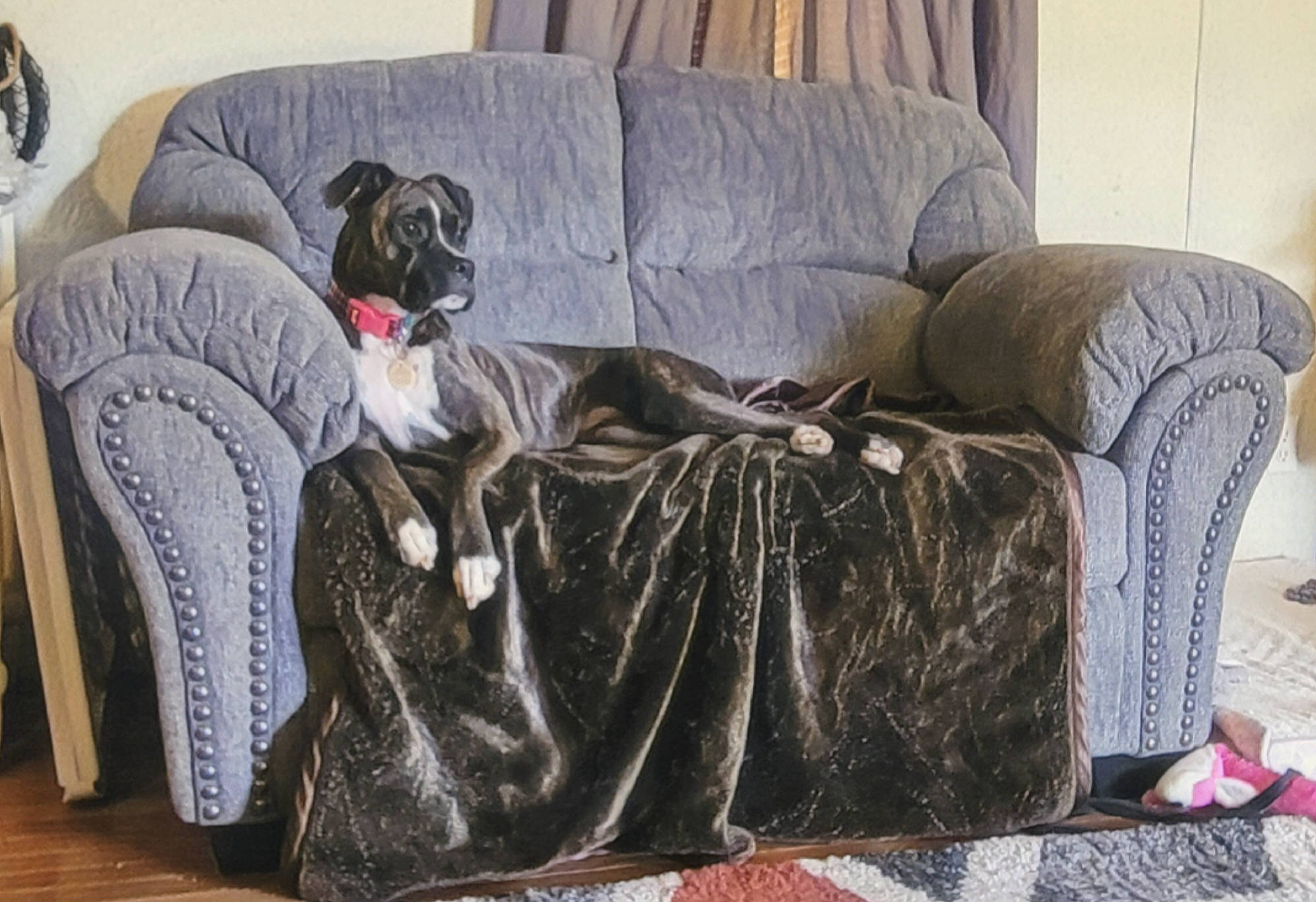 Freya is registered to the contest to win money with this photo: carnivore, comfort, companion_dog, couch, dog, dog_breed, dog_supply, fawn, flooring, fur, grey, hardwood, linens, living_room, sitting, sofa_bed, sporting_group, studio_couch, wood, working_animal