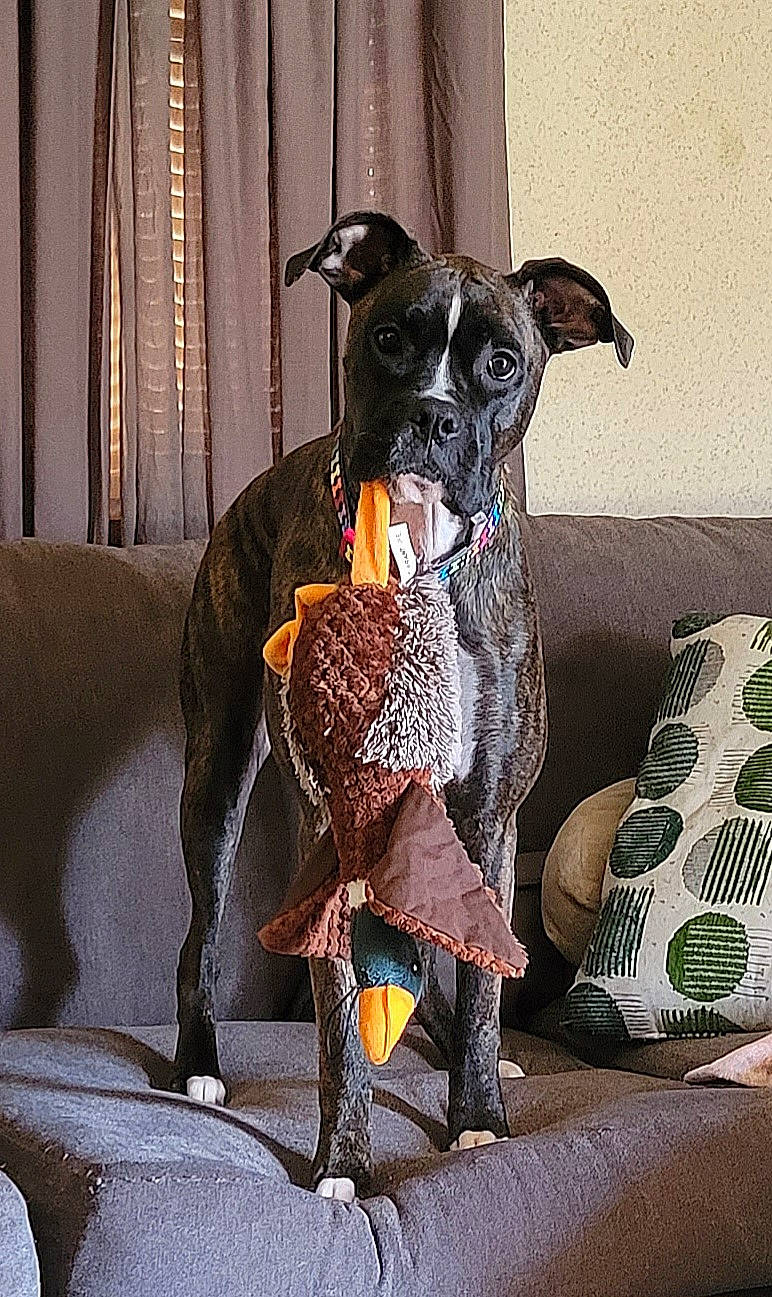 Freya joined the competition — help win amazing prizes! canidae, carnivore, chair, collar, companion_dog, couch, dog, dog_breed, dog_clothes, dog_collar, dog_supply, fawn, grey, leash, pet_supply, snout, tail, toy_dog, whiskers, working_animal