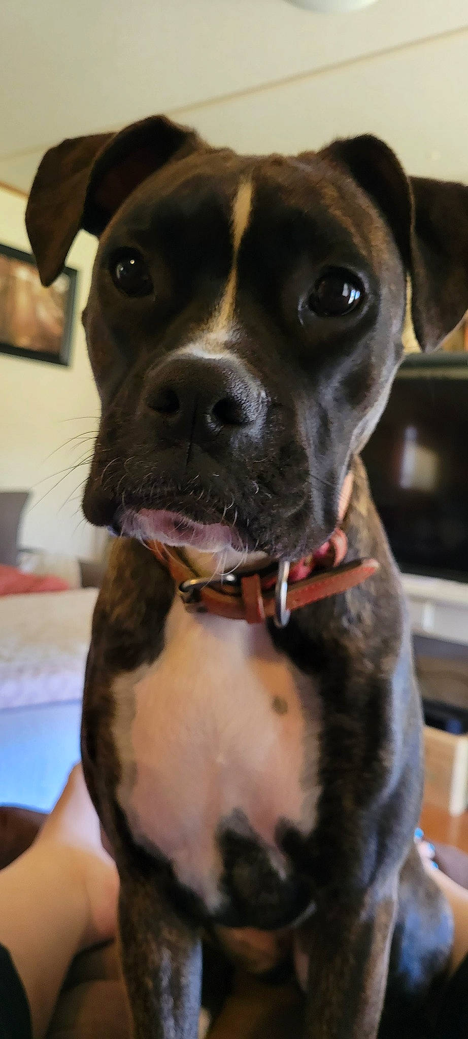 Freya joined the competition — help win amazing prizes! canidae, carnivore, collar, companion_dog, dog, dog_breed, dog_collar, ear, fawn, fur, leash, liver, molosser, non_sporting_group, pet_supply, snout, sporting_group, whiskers, working_animal, working_dog