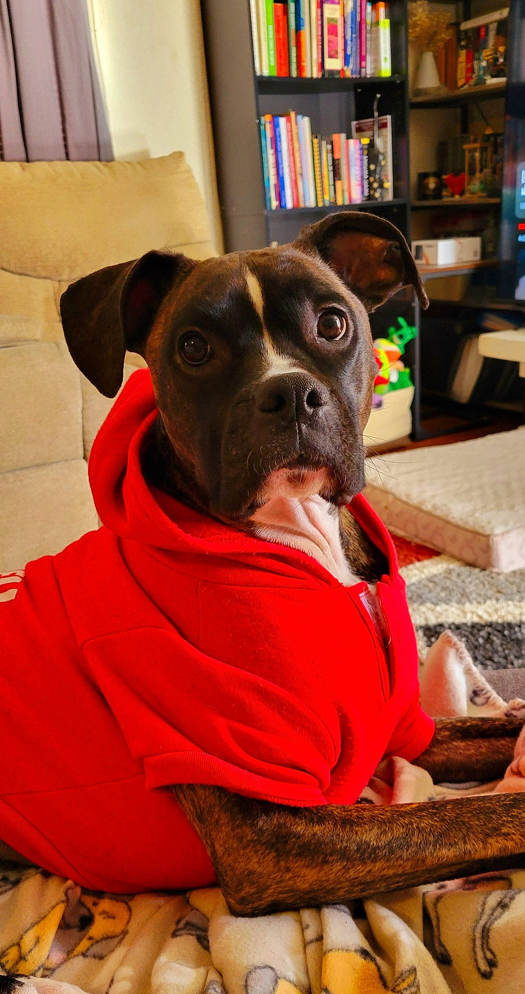 Freya is registered to the contest to win money with this photo: bookcase, canidae, carnivore, collar, comfort, companion_dog, couch, dog, dog_breed, dog_collar, dog_supply, fawn, fur, pet_supply, shelf, sitting, snout, sporting_group, whiskers, working_animal