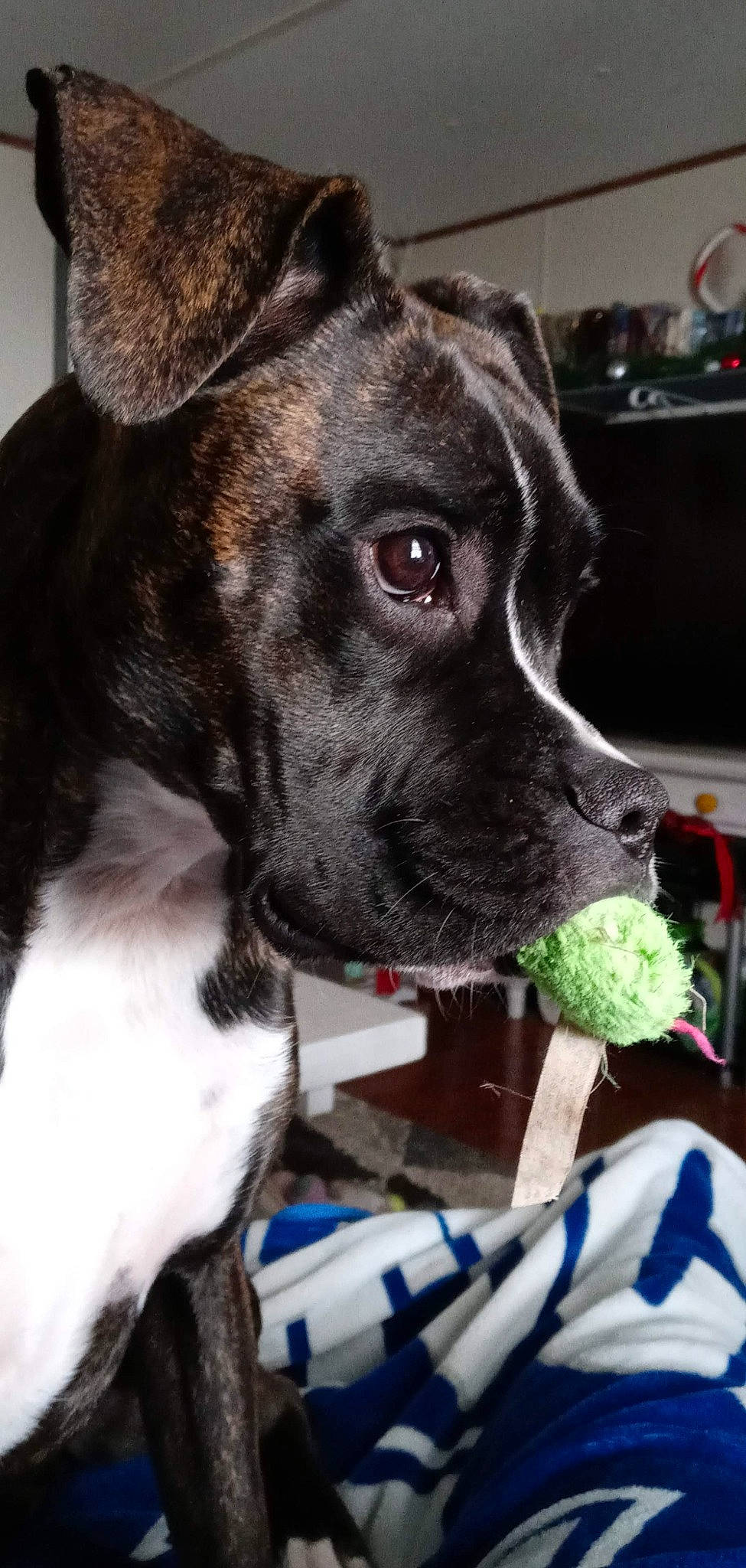 Freya joined the competition — help win amazing prizes! canidae, carnivore, collar, companion_dog, dog, dog_breed, dog_collar, ear, fawn, fur, kitchen_appliance, leash, non_sporting_group, pet_supply, snout, sporting_group, terrestrial_animal, whiskers, working_animal, working_dog