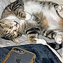 animal, cat, close_up, cozy, cute, domestic_cat, fur, home, indoor, nap, paws, pet, relaxation, resting, sleeping, smartphone, soft_texture, tabby_cat, technology, whiskers